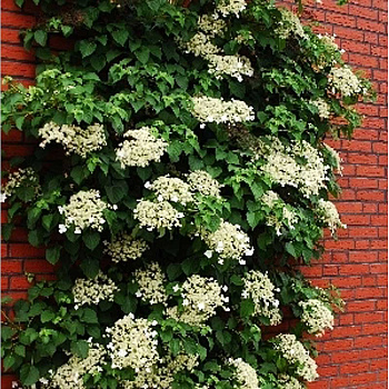 3746 Гортензия Вьющаяся Черешковая Видовая Норма C5 ,шт