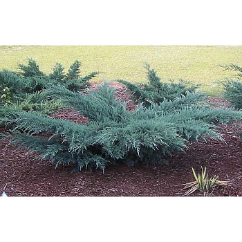 Можжевельник Виргинский Грей Оул P9