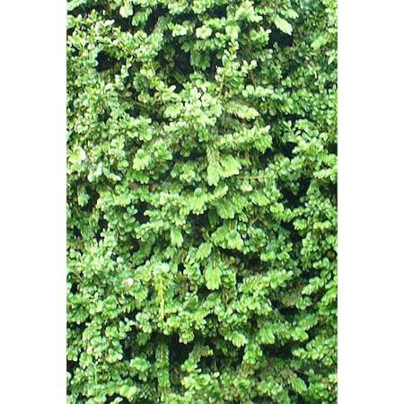 14331 Самшит Вечнозеленый Buxus Sempervirens Rotundifolia P9 Садовита