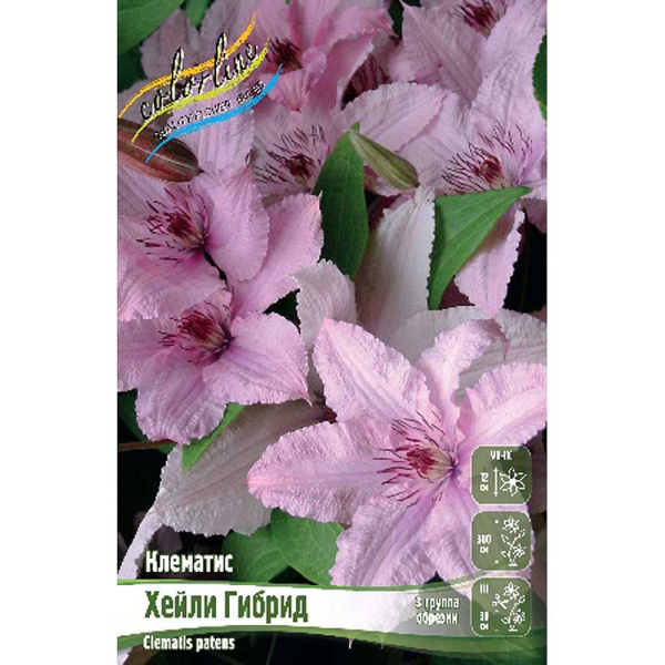Клематис Хейли Гибрид I 2 шт 