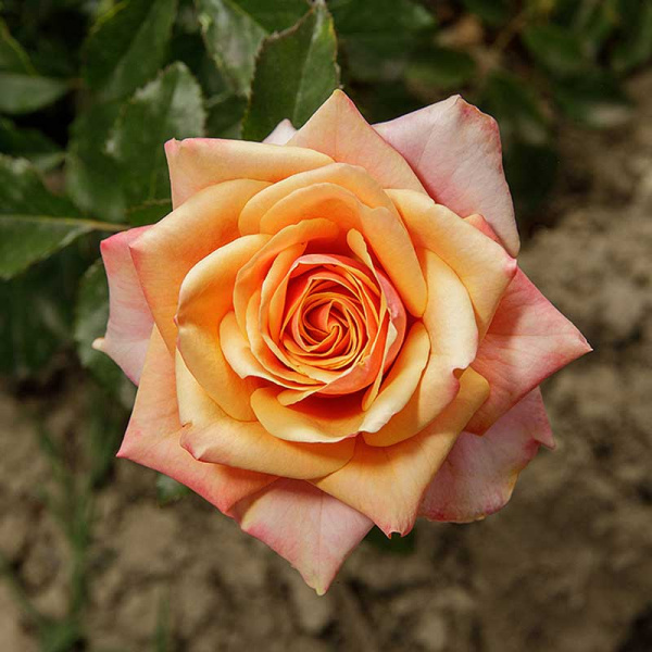 Роза чайно-гибридная Черри Бренди Садовита