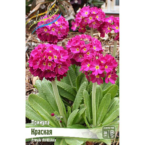 Примула Дентикулята Красный I 1 шт