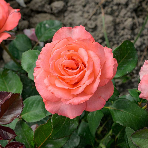 Роза Флорибунда Вайкики Садовита