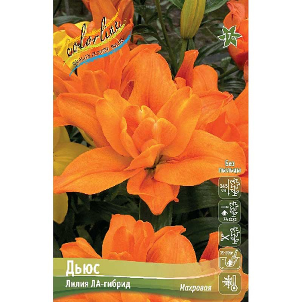 Лилия Дьюс 16/18 3 шт 