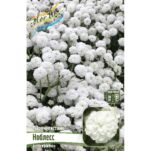 16416 Биг-Пак Тысячелистник Ноблесс I 25 шт 