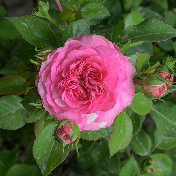 Роза Флорибунда Баронесса Садовита