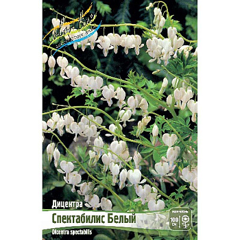 8418 Биг-Пак Дицентра Спектабилис Белый 02/03 25 шт