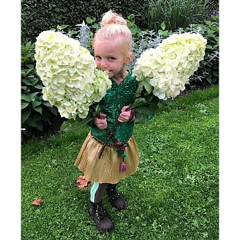 Гортензия Метельчатая Геркулес P12