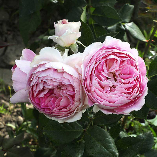 Роза шраб Сапфир Садовита