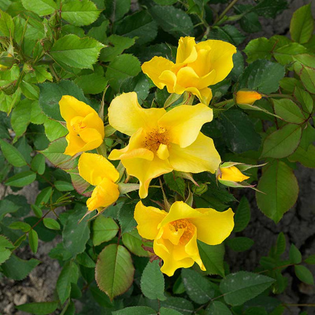 Роза Шраб Эйфория Садовита