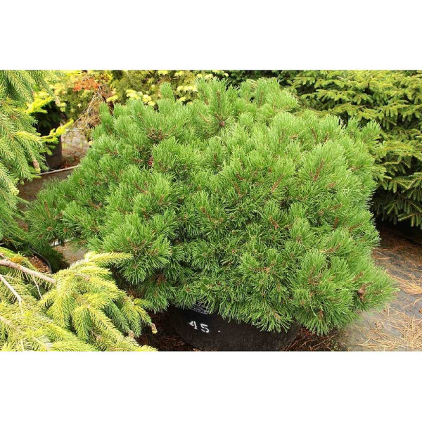 1119 Сосна Горная Корлейз Мэт C7,5 25-30cm ,шт