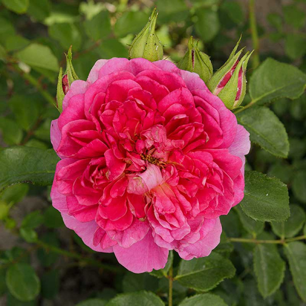 Роза шраб Принцесса Анна (Английская) Садовита