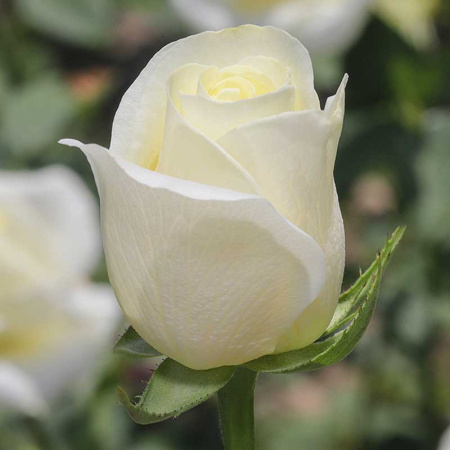 Роза чайно-гибридная Полар Стар Садовита