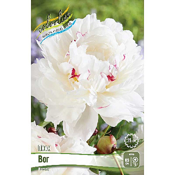 Пион Вог 2/3 n 10 шт Биг-пак 13459