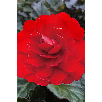 Бегония Нон Стоп Алая 5/6 50 шт Садовита Шоу-Бокс 13696 