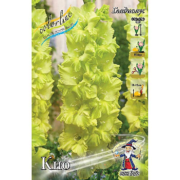 Гладиолус Кио 10/12 100 шт Шоу-бокс 9612