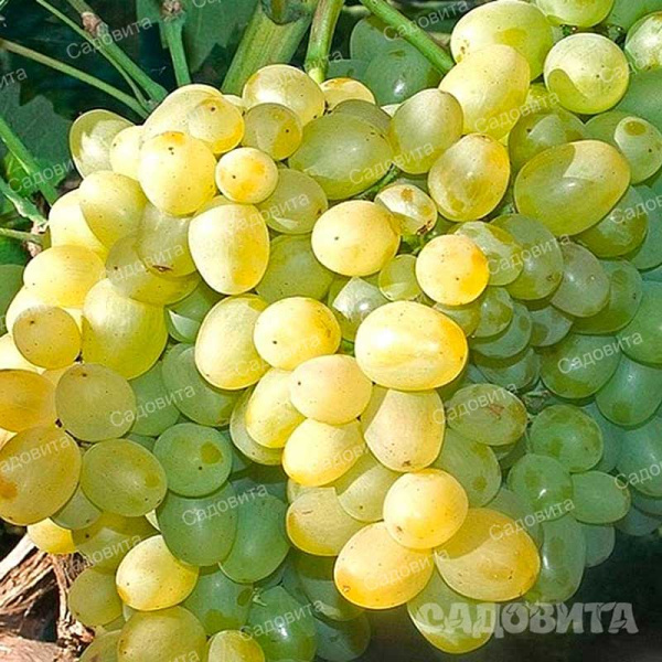 Виноград Супер Экстра очень ранний Садовита