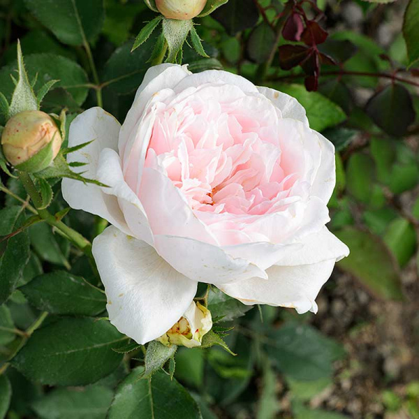 Роза плетистая Клэр Роуз Садовита