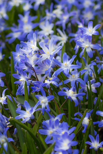 Сцилла Сибирская 7/8 10 шт Садовита