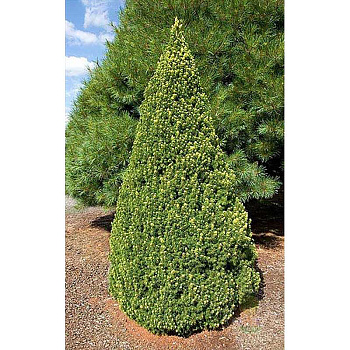Ель Picea glauca Rainbow`s End Р9 шт Садовит 10327