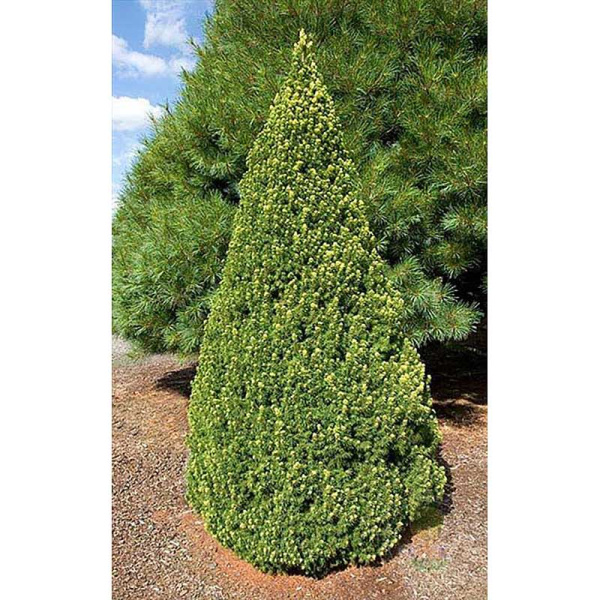 Ель Picea glauca Rainbow`s End Р9 шт Садовит 10327
