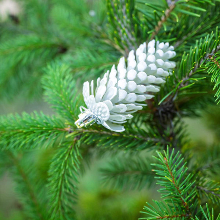 Шар 9DC5-H32B-3 5шт 9см "Шишка" белая с белой каймой (288)