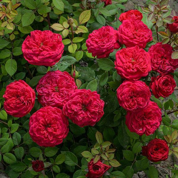 Роза Флорибунда Инзель Майнау Садовита