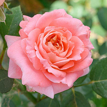 Роза шраб Мами Дитьер Садовита