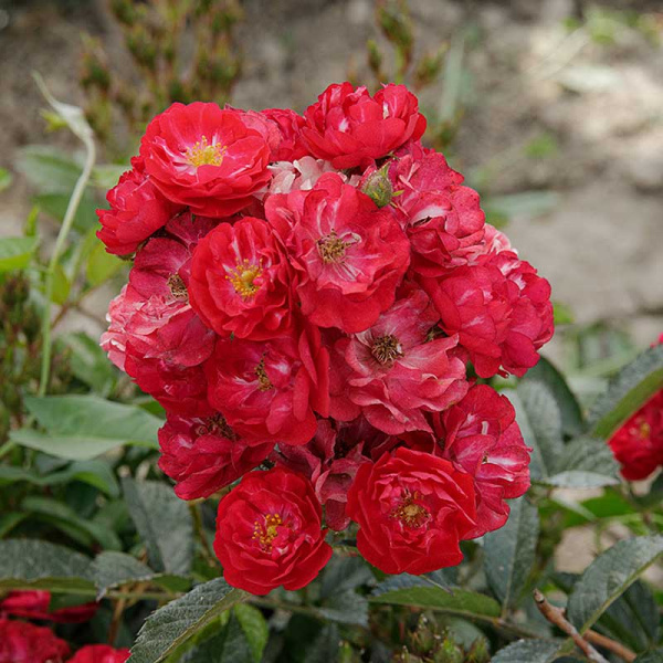 Роза почвопокровная Фейри Чангелинг Садовита