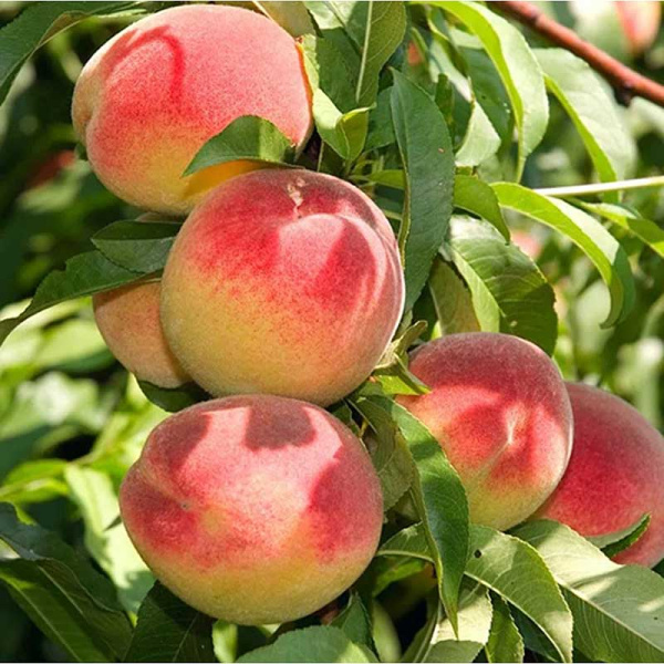 Персик Белгородский Садовита