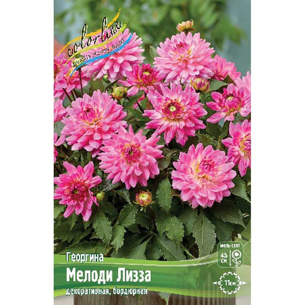 Георгина Мелоди Лизза I 1 шт