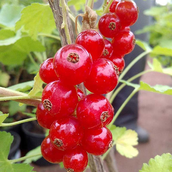 Смородина красная Ролан Садовита