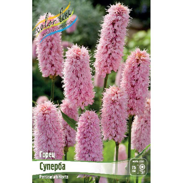 Горец Суперба I 1 шт