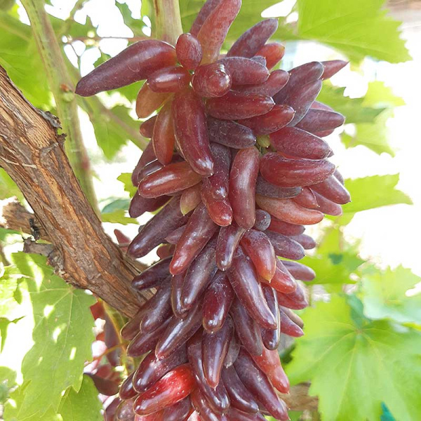 Виноград Хэллоуин кишмиш ранний Садовита