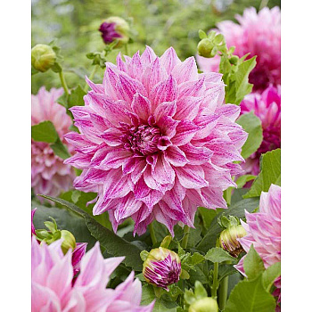 Георгина Кофе О Лейт Роял I 1 шт 