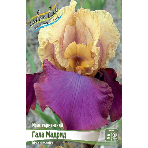 Ирис Германский Гала Мадрид I 25 шт Биг-Пак 5683 