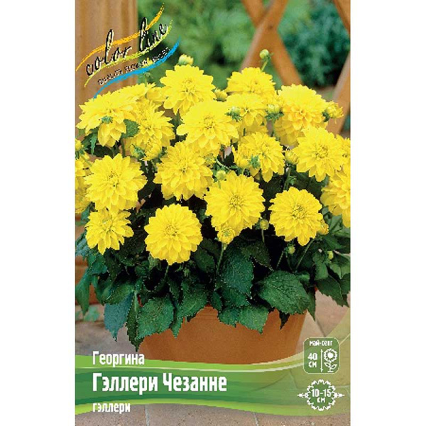 Георгина Гэллери Чезанне I 1 шт