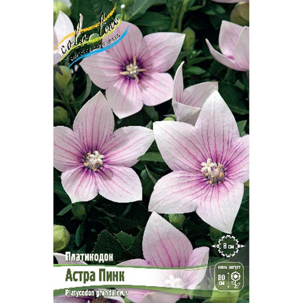 Платикодон Астра Пинк I 2 шт
