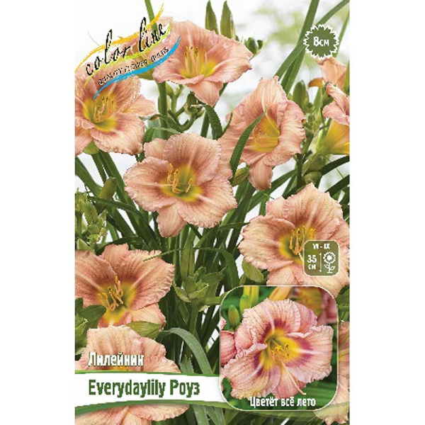 Лилейник Everydaylily Роуз I 1 шт