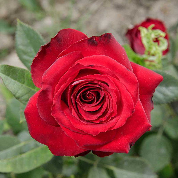 Роза чайно-гибридная Люксор Садовита