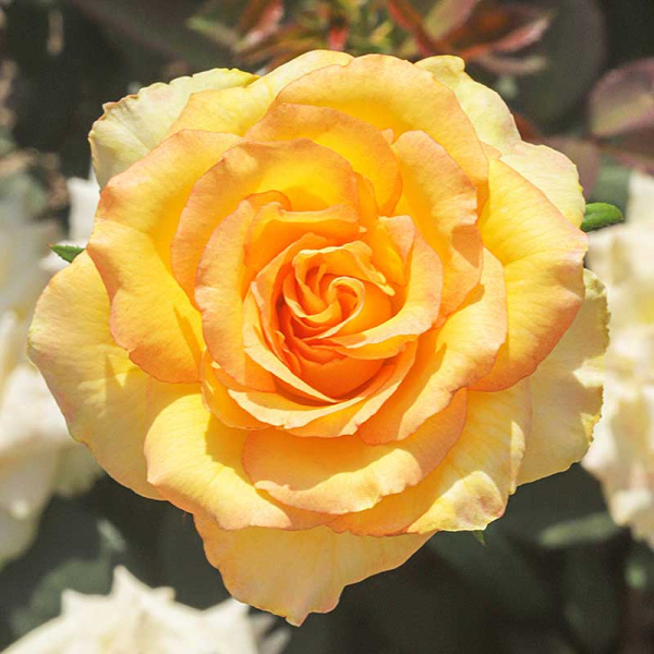 Роза чайно-гибридная Сальвадор Садовита