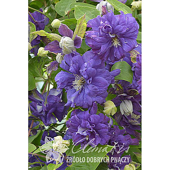 12750 Клематис Флорал Данс P9 ,шт