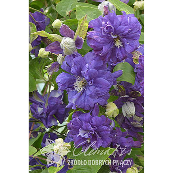 12750 Клематис Флорал Данс P9 ,шт