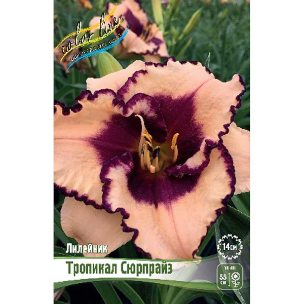Лилейник Тропикал Сюрпрайз I 1 шт 