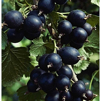 Смородино-Крыжовниковый Гибрид Йошта P9