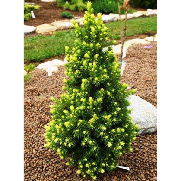 Ель Канадская Рэйнбоуз Энд P9