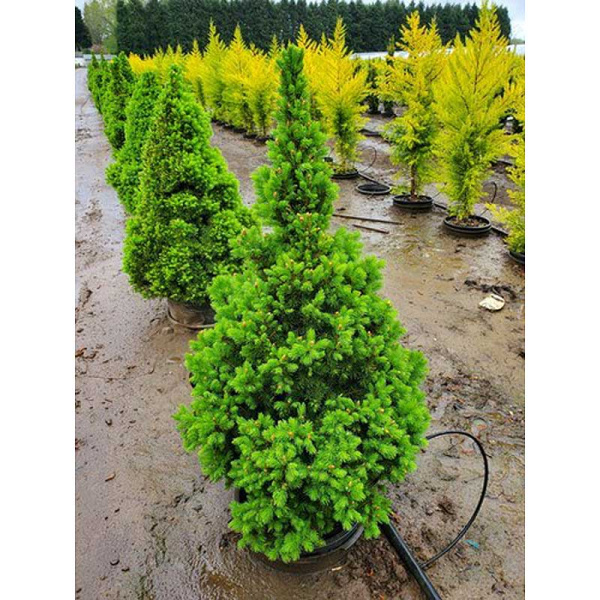 Ель Канадская Фор Эвер Грин 50-60cm с комом шт