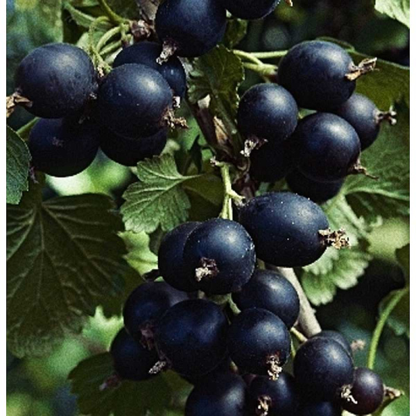 Смородино-Крыжовниковый Гибрид Йошта P9