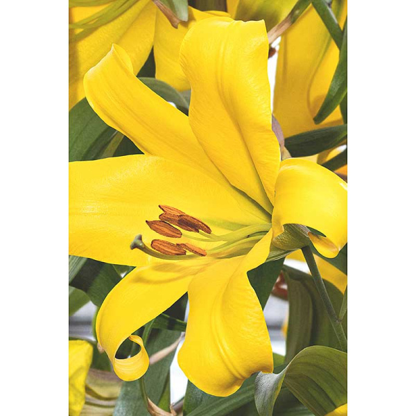 Лилия Голден Сплендор 12/14 2 шт Садовита 