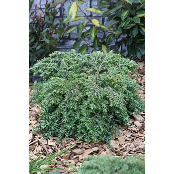 Тсуга Канадская Нана P9 шт